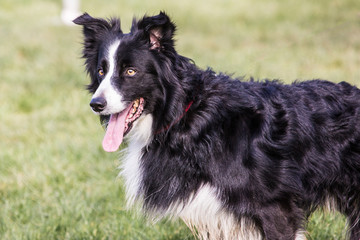Portrait of border collie dog living in Belgium
