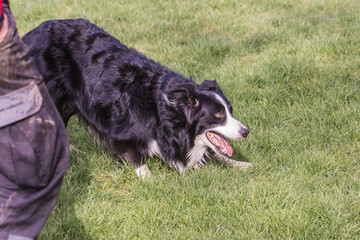 Portrait of border collie dog living in Belgium