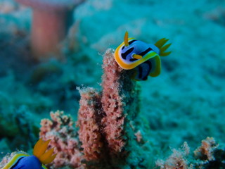 ウミウシ