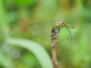 The dragonfly standing in the branch