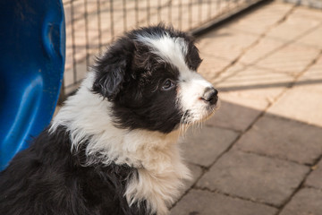 Portrait of border collie dog living in Belgium