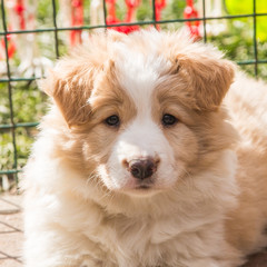 Portrait of border collie dog living in Belgium