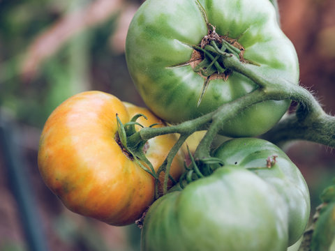 Green tomatoes on branch