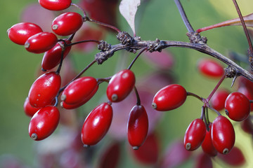 Berberitzen (Berberis) rote Beeren