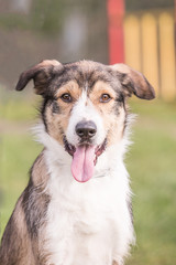 Portrait of border collie dog living in Belgium