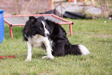 Portrait of border collie dog living in Belgium