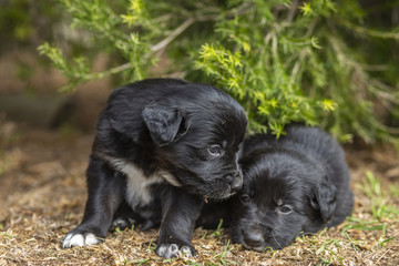 Puppies Playing in Garden