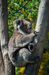 Koala, or phascolarctos cinereus, in a eucalyptus tree in Australia