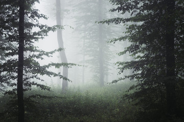 mist in the woods, natural landscape background