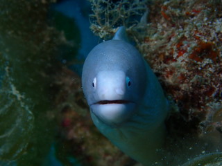 サビウツボ　Gymnothorax thyrsoideus