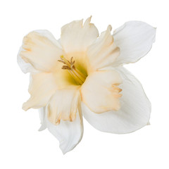 Obraz na płótnie Canvas An unusual daffodil flower isolated on white background.