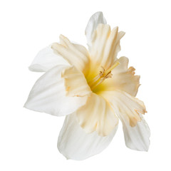 Obraz na płótnie Canvas An unusual daffodil flower isolated on white background.