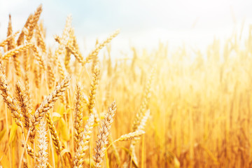 Wheat field. Beautiful rural scenery and sunset landscape. Harvest concept