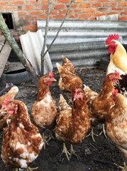Brown chicken in the hen house in the village