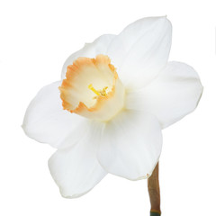 Fototapeta na wymiar Narcissus flower isolated on white background.