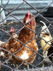 Brown chicken in the hen house in the village