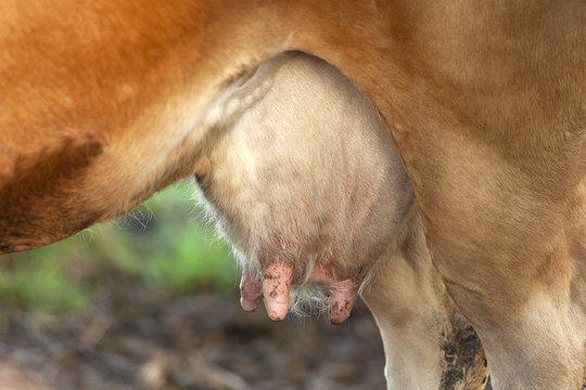 Ubre de vaca