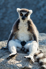 Ring-tailed lemur, lemur catta, are primates native to the island of Madagascar.