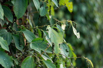 Pepper Cam in Kampot, Cambodia.