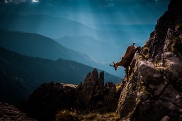 Chamois run up hill in wild mountians, High Tatras, Slovakia © kovop58