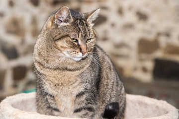 European domestic cat for adoption in a Belgian shelter