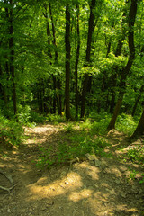 Obraz premium Pusta żwirowa ścieżka w gęstym zielonym lesie otoczonym wysokimi drzewami na tle przechodzącego przez nie słońca.