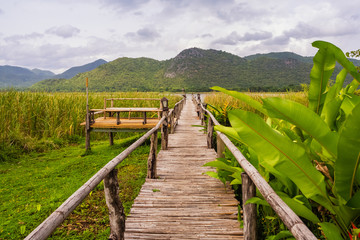 Wooden bridge and deck surrounded by water plants with cloud and mountain