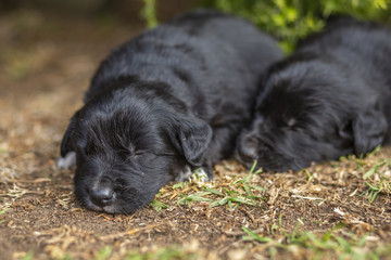 Puppies Playing in Garden