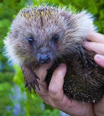Hedgehog close-up animal