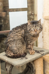 European domestic cat for adoption in a Belgian shelter