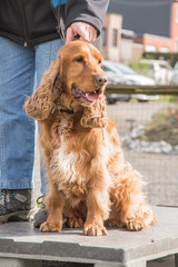 Portrait of cocker spaniel living in belgium