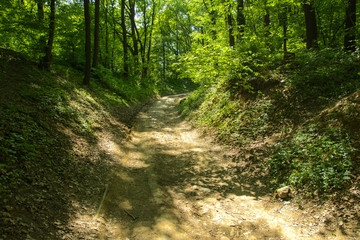 An empty gravel path in a dense green forest surrounded by tall trees against the background of the sun passing through them.