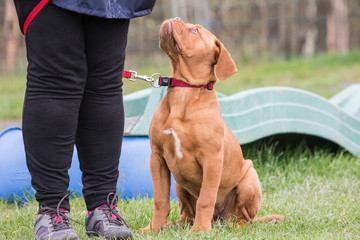 french mastiff dog living in belgium