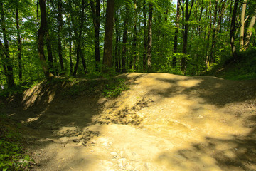 Fototapeta premium An empty gravel path in a dense green forest surrounded by tall trees against the background of the sun passing through them.