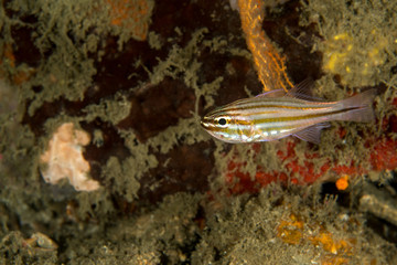 Yellowstriped Cardinalfish, Ostorhinchus Cyanosoma. 