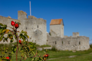 Detailed  view of the city called Visby, Gotland in Sweden, The historical city wall is a world heritage and blurred out in the background of wild red rose hips with blue sky on background,