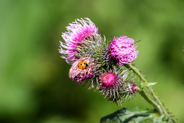 panorama from green beskid mountains ,high tatra, with thistle and coccinellidae