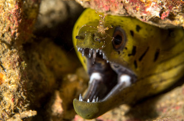 Fimbriated moray Eel, Gymnothorax Fimbriatus with a cleaner shrimp. 