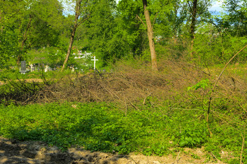 An old abandoned cemetery, crosses and graves overgrown with tall grass against the backdrop of tall trees and a blue sky.