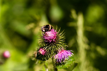panorama from green beskid mountains ,high tatra, with thistle and bumblebee