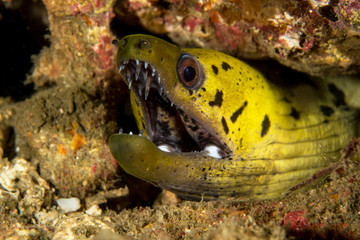 Fimbriated Moray Eel, Gymnothorax Fimbriatus.