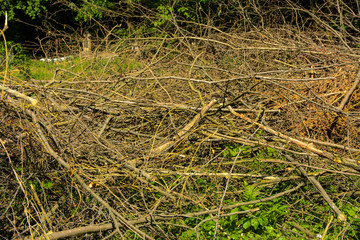 Pile of brushwood and round wood stacked on green grass against a background of green forest outdoors Firewood in the forest. Dry fallen trees. Dry branches are cause of forest fires in the summer.