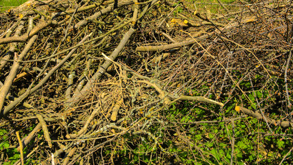 Pile of brushwood and round wood stacked on green grass against a background of green forest outdoors Firewood in the forest. Dry fallen trees. Dry branches are the cause of forest fires in the summer