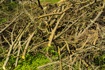 Pile of brushwood and round wood stacked on green grass against a background of green forest outdoors Firewood in the forest. Dry fallen trees. Dry branches are cause of forest fires in the summer.