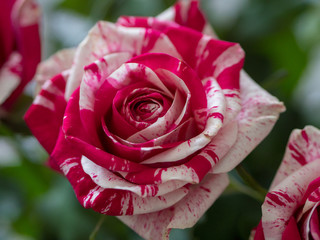Singel rose