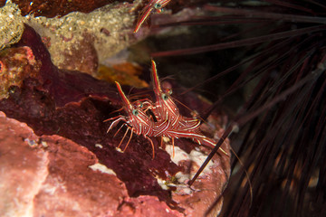 Durban Dancing Shrimps, Rhynchocinetes durbanensis.