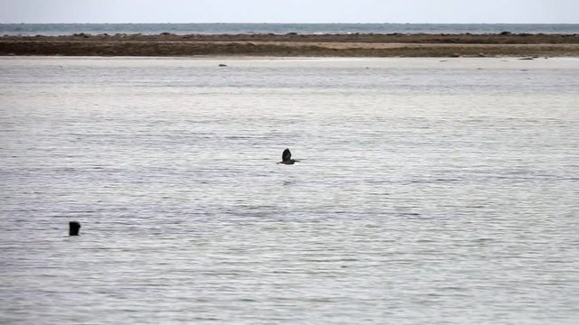 Striated Heron Bird (Butorides Striata) in Flying Above Water