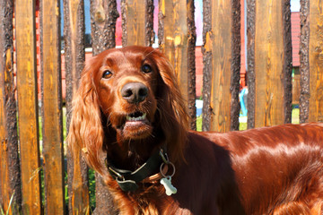 Irish setter