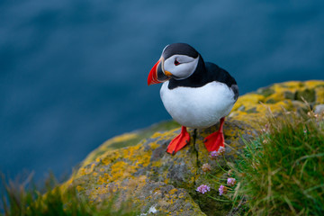 Lovely Atlantic Puffin on the rocks at latrabjarg cliff during summer, Iceland