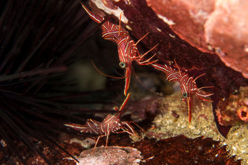 Durban Dancing Shrimps, Rhynchocinetes durbanensis.
